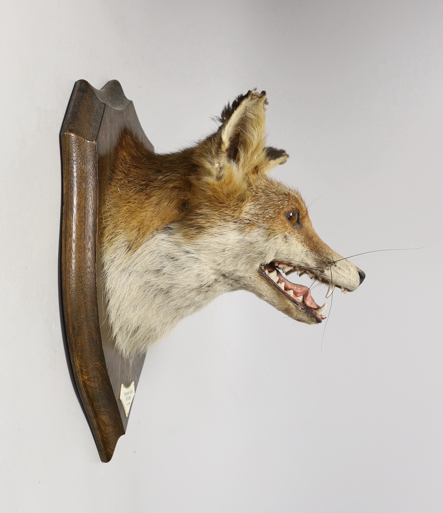 A Rowland Ward taxidermy fox head, mounted on oak plaque